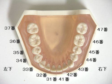 歯の名前 広島市西区のアルパーク歯科 矯正歯科